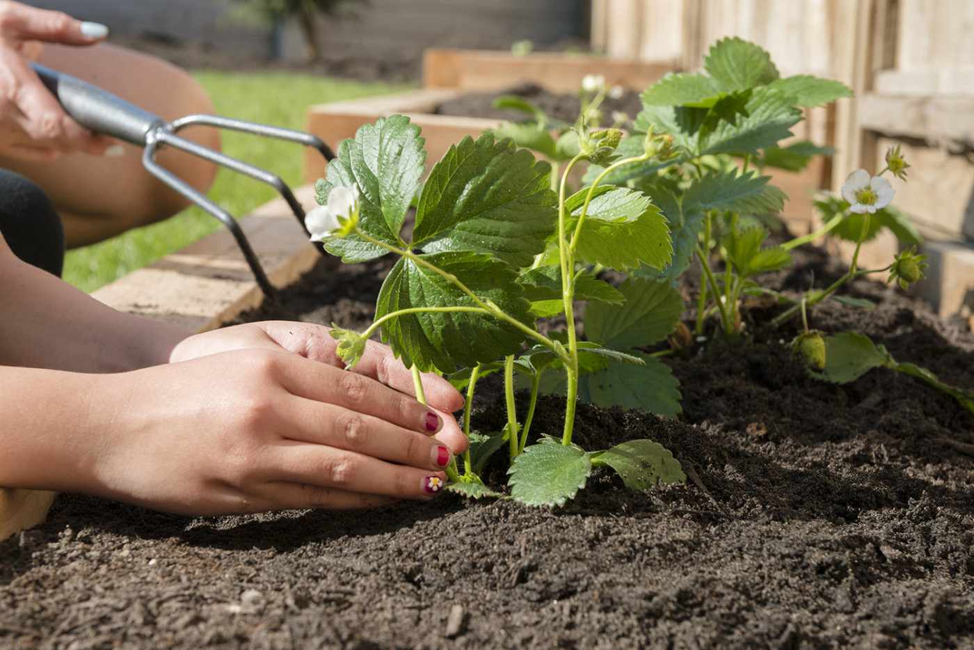 Child's Hands Planting New Garden